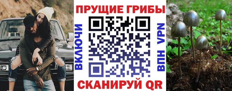 Псилоцибиновые грибы мухоморы где купить наркоту блэк спрут как зайти Волжский